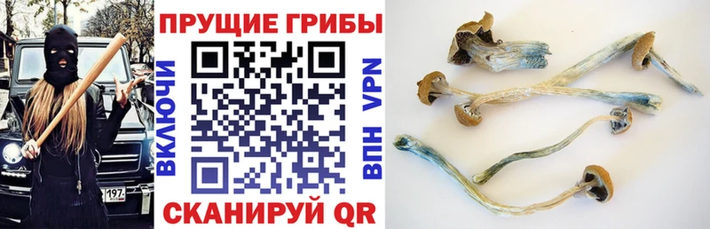 Галлюциногенные грибы прущие грибы  Ленск 